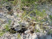 &bdquo;Stilleben&ldquo; Strand