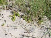 &bdquo;Stilleben&ldquo; Strand